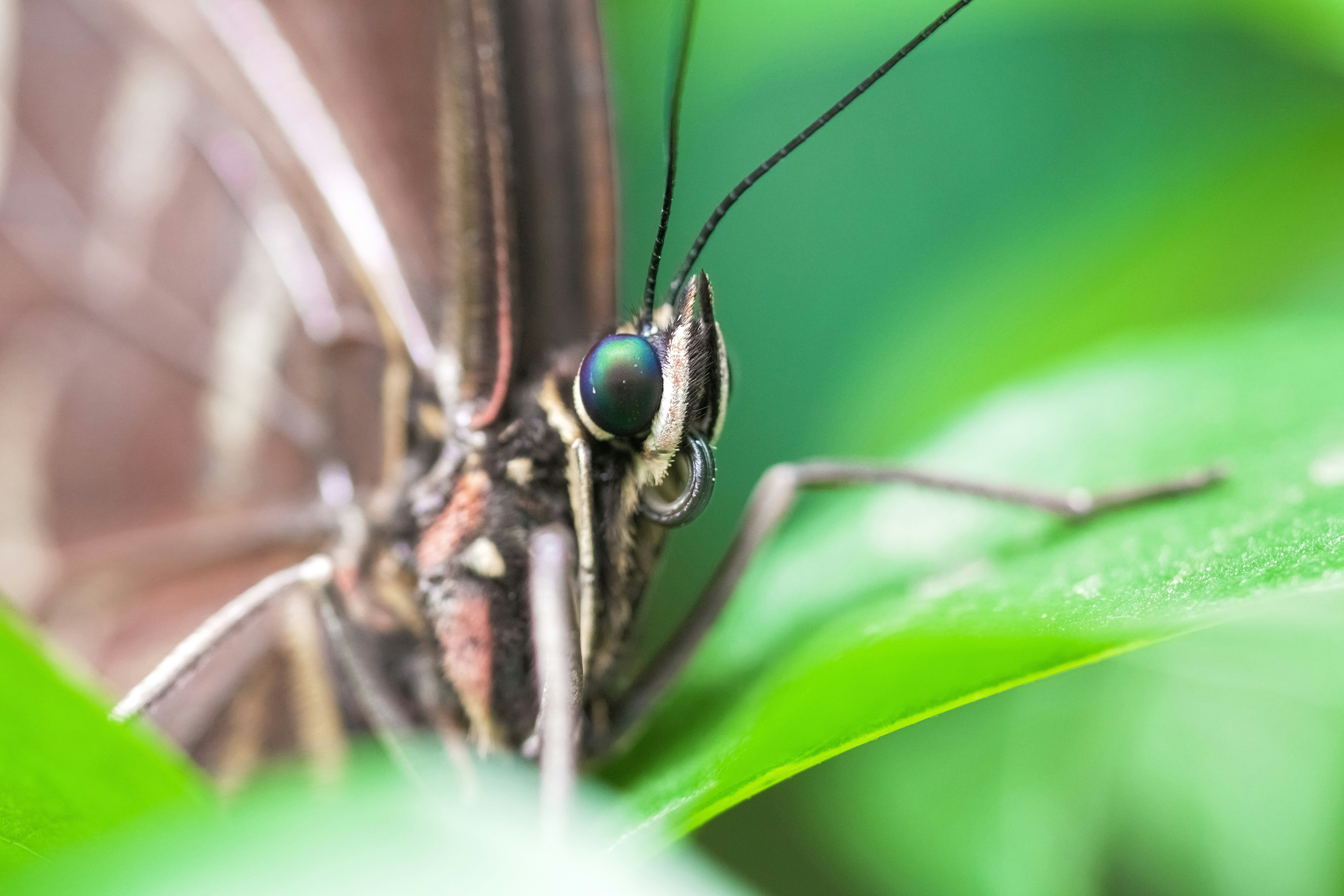 brown and green dragonfly on green leaf